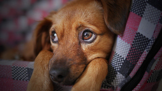 Try Our Dog Treats for Sensitive Stomachs!