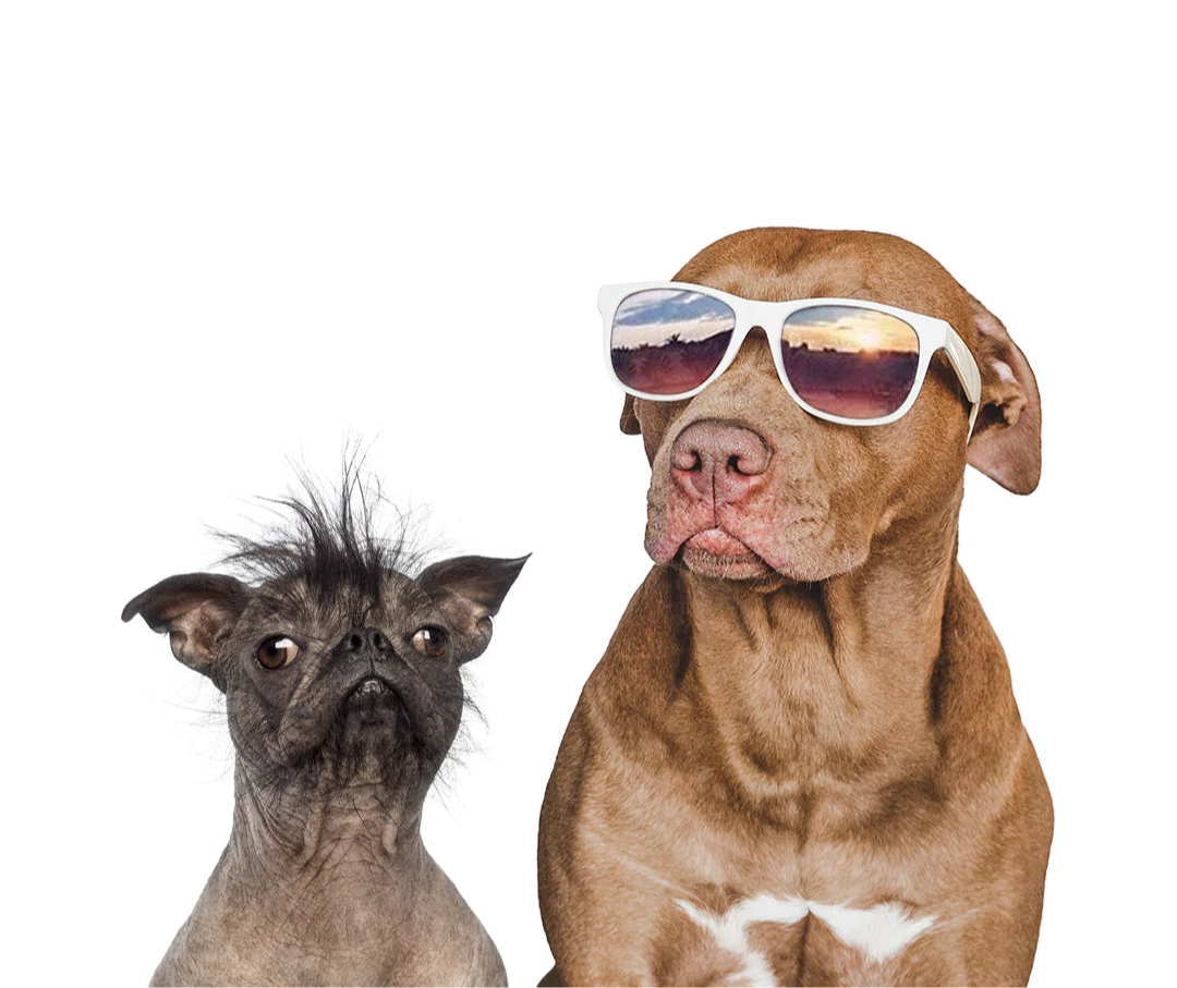 A hairless mix small dog with a wild tuft of mohawk sits next to a red-nose bully mix wearing sunglasses