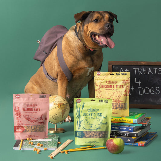 A brown dog wearing a purple backpack sits on a green studio background with multiple bags of Polliniodog dog treats arranged around it, along with books, pencils, a globe, and an apple. Visible treat bags include Salmon Says, Lucky Duck, and Chicken Littles.