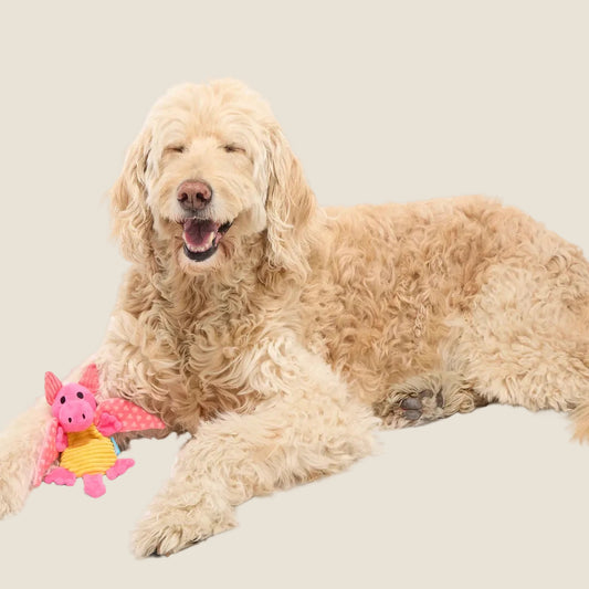 Bark - Valentine Dingbert