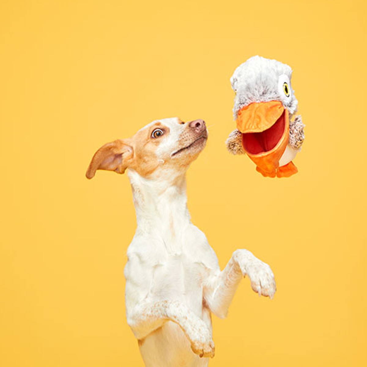 Bark - Big Bill & Beak-A-Boo Fish