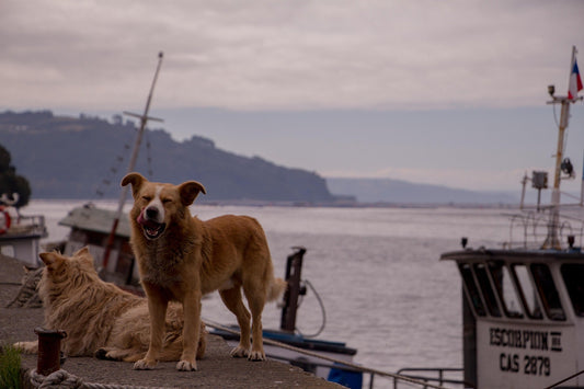 Is Fish Good for Dogs? A Complete Guide