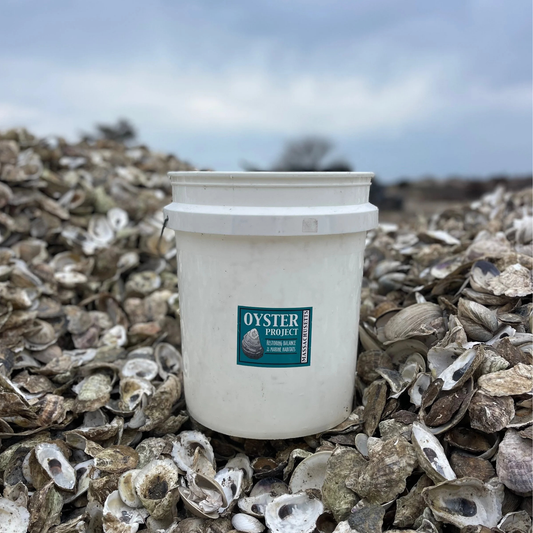 Q+A with Liv from Mass Oyster Project