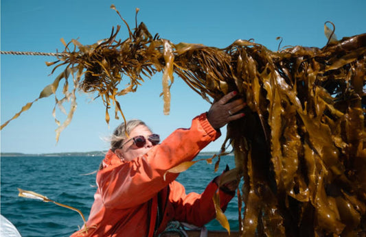 Can Dogs Eat Seaweed? What Pet Parents Should Know