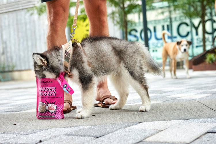Puppy outside with a Polkadog Wonder Nuggets Turkey & Cranberry training treat pouch