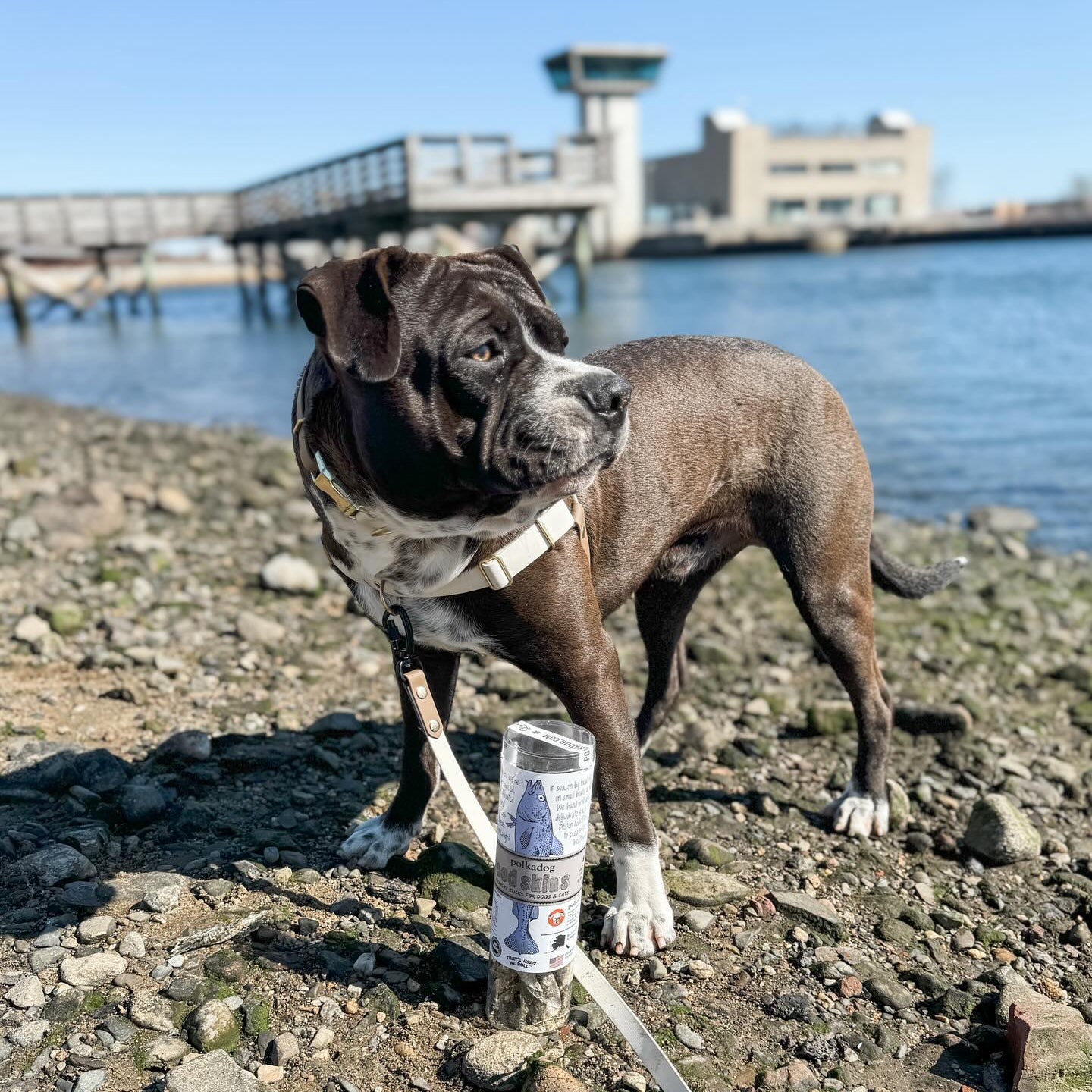 Polkadog New Englander Bundle