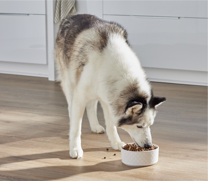 Dog eating from a bowl on a wooden floor with white cabinets in the background