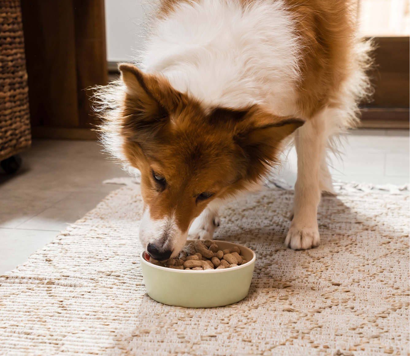 ドッグフード bg Open Farm Homestead Turkey Freeze Dried Raw Morsels for Dogs