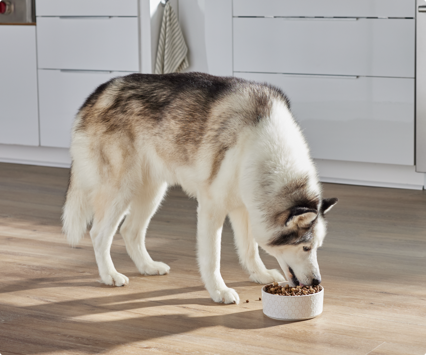 Dog eating from a bowl on a wooden floor in a kitchen