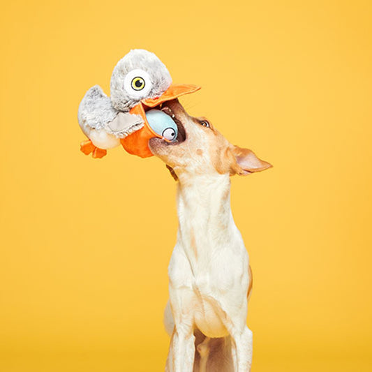 Bark - Big Bill & Beak-A-Boo Fish
