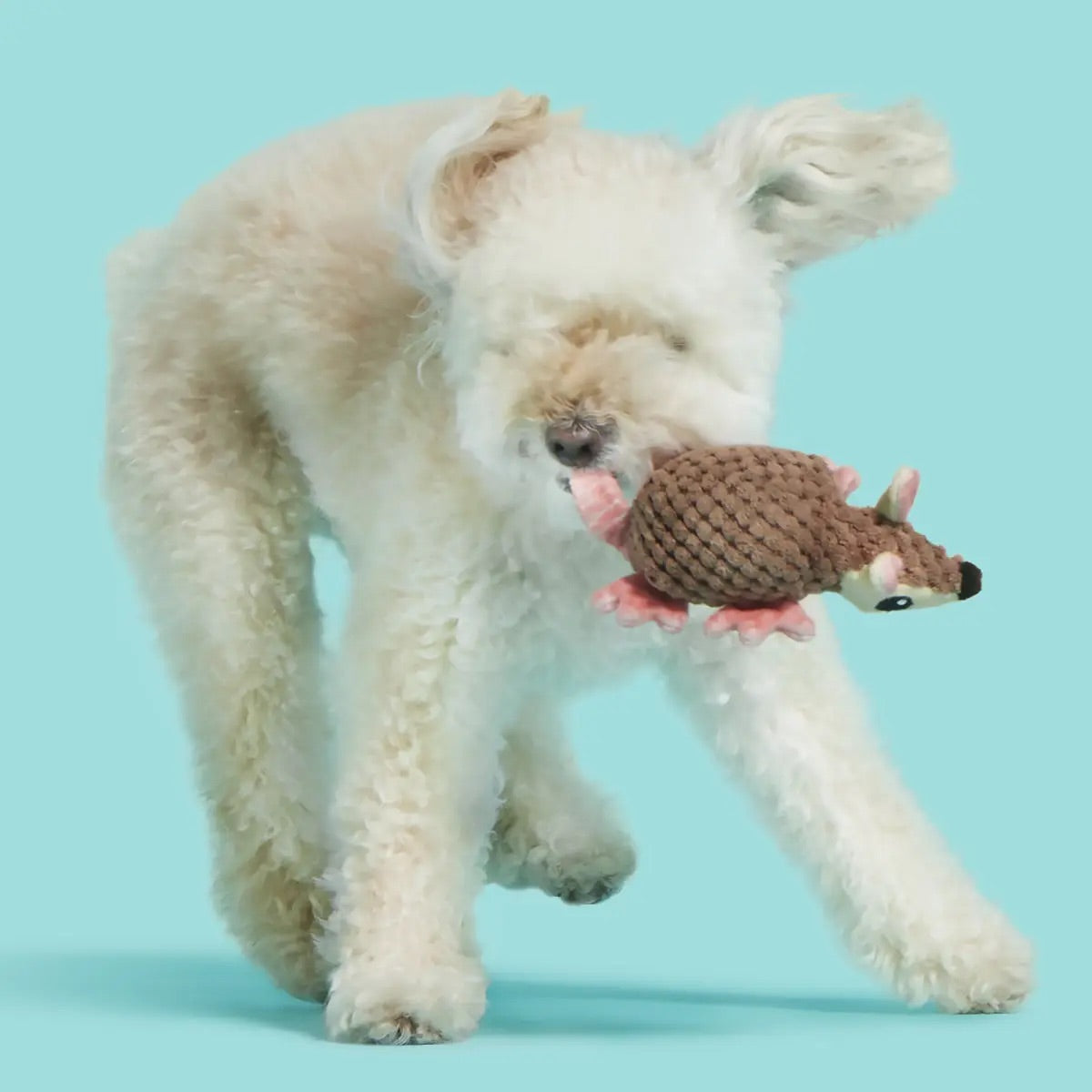 Bark - Armie Dillo