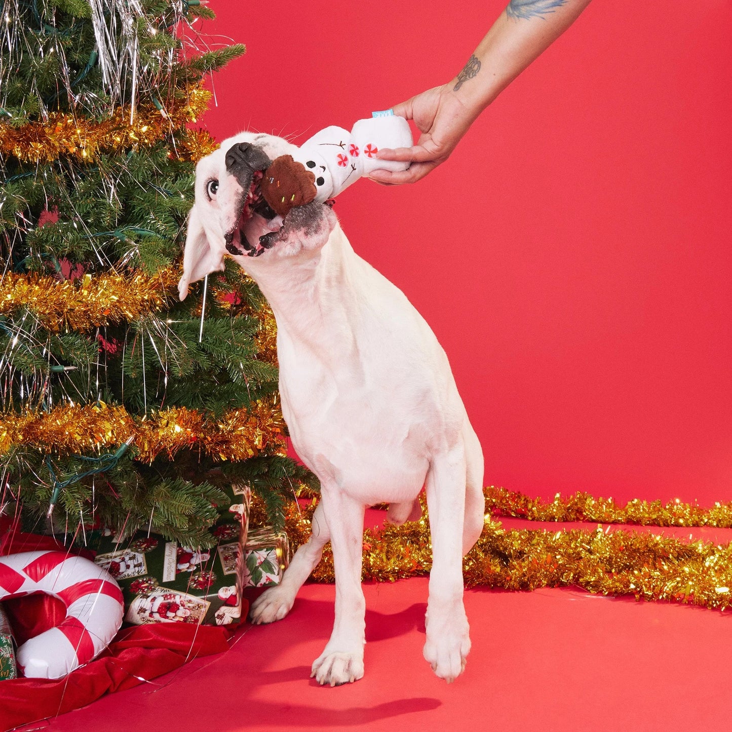 Bark - Frosty the S'moreman