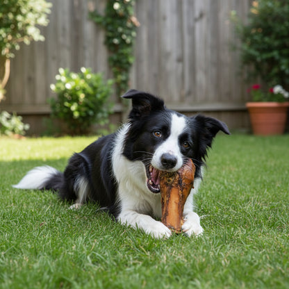 back and white dog enjoying a smoked slammer beef bone in backyard